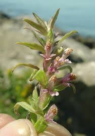 Attēlu rezultāti vaicājumam “Odontites vulgaris flower”