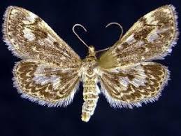 Attēlu rezultāti vaicājumam “Anania coronata”