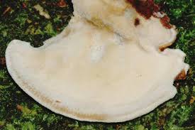 Attēlu rezultāti vaicājumam “Ischnoderma benzoinum”