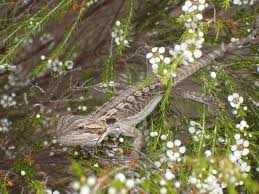 Image result for Central Weald Dragons