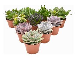 Image result for Mehikasvi