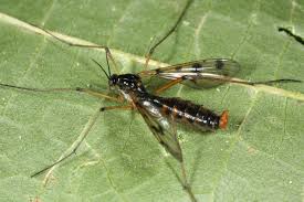 Attēlu rezultāti vaicājumam “Ptychoptera sp.”