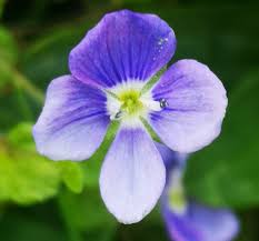 Attēlu rezultāti vaicājumam “Veronica filiformis flower”
