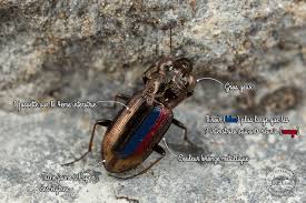 Attēlu rezultāti vaicājumam “Notiophilus biguttatus”