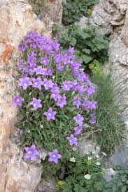 Image result for Campanula affinis