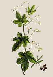 Attēlu rezultāti vaicājumam “Bryonia alba leaf”