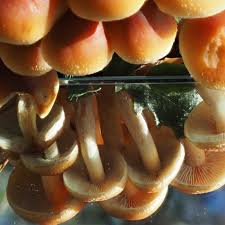 Attēlu rezultāti vaicājumam “Hypholoma sp.”