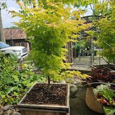 Image result for Acer palmatum `Orange Dream`