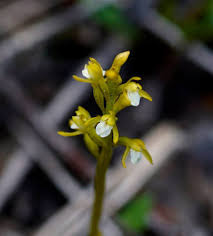 Attēlu rezultāti vaicājumam “Corallorhiza trifida flower”