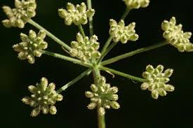 Attēlu rezultāti vaicājumam “Torilis japonica leaf”
