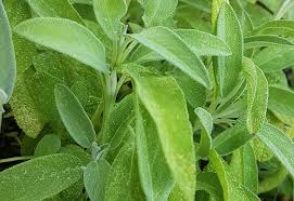 Attēlu rezultāti vaicājumam “Salvia officinalis”