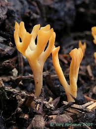 Attēlu rezultāti vaicājumam “Ramariopsis crocea”