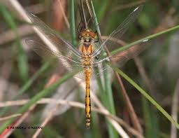 Attēlu rezultāti vaicājumam “Sympetrum danae”