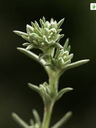 Attēlu rezultāti vaicājumam “Scleranthus annuus flower”