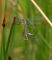 Attēlu rezultāti vaicājumam “Lestes sponsa”