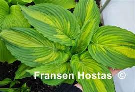Image result for Hosta Warpaint