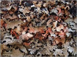 Attēlu rezultāti vaicājumam “Parmelia serrana”