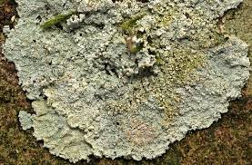 Attēlu rezultāti vaicājumam “Lepraria incana”