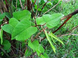 Attēlu rezultāti vaicājumam “Reynoutria sachalinensis leaf”
