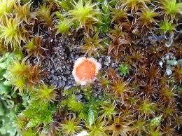 Attēlu rezultāti vaicājumam “Lamprospora tortulae-ruralis”