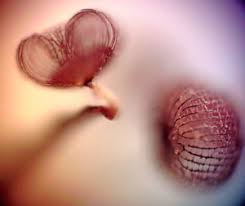 Attēlu rezultāti vaicājumam “Cribraria cancellata var. fusca macro”