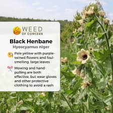 Attēlu rezultāti vaicājumam “Hyoscyamus niger”