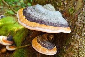 Attēlu rezultāti vaicājumam “Fomitopsis pinicola”