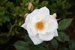 File:Rose Fee des Neiges 20070601.jpg - Wikipedia, the free ...