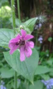 Attēlu rezultāti vaicājumam “Silene dioica leaf”
