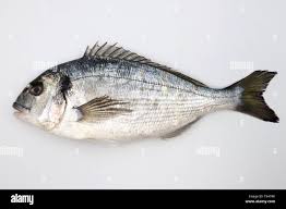 Image result for Sparus aurata
