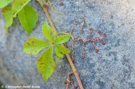 Attēlu rezultāti vaicājumam “Parthenocissus quinquefolia leaf”