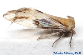 Attēlu rezultāti vaicājumam “Delphacidae”