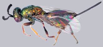 Attēlu rezultāti vaicājumam “Torymidae”