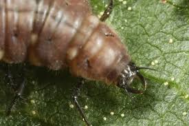 Attēlu rezultāti vaicājumam “Drepanepteryx phalaenoides”