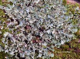 Attēlu rezultāti vaicājumam “Cetrelia sp.”