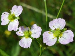 Attēlu rezultāti vaicājumam “Alisma plantago-aquatica flower”