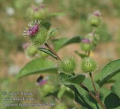 Attēlu rezultāti vaicājumam “Arctium nemorosum”