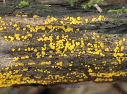 Attēlu rezultāti vaicājumam “Bisporella citrina”