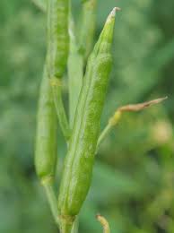 Attēlu rezultāti vaicājumam “Sinapis arvensis fruit”