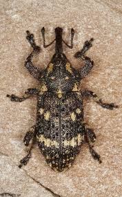 Attēlu rezultāti vaicājumam “Pissodes castaneus”