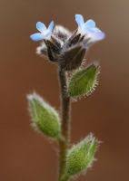 Attēlu rezultāti vaicājumam “Myosotis micrantha”