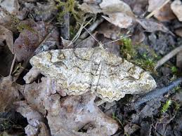 Attēlu rezultāti vaicājumam “Alcis repandata”