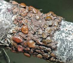 Attēlu rezultāti vaicājumam “Melanohalea olivacea”