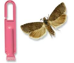 Attēlu rezultāti vaicājumam “Grapholita funebrana larva”