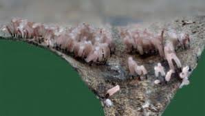 Attēlu rezultāti vaicājumam “Stemonitis flavogenita”