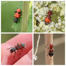 Attēlu rezultāti vaicājumam “Ptinus sp. female”