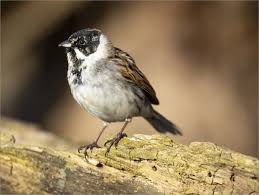 Attēlu rezultāti vaicājumam “Emberiza schoeniclus”