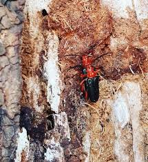 Attēlu rezultāti vaicājumam “Rhamnusium bicolor”