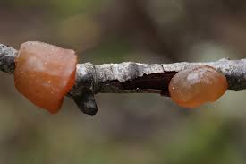 Attēlu rezultāti vaicājumam “Exidia repanda”