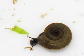 Attēlu rezultāti vaicājumam “Planorbis planorbis”